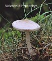 Volvariella hypopithys-amf1932